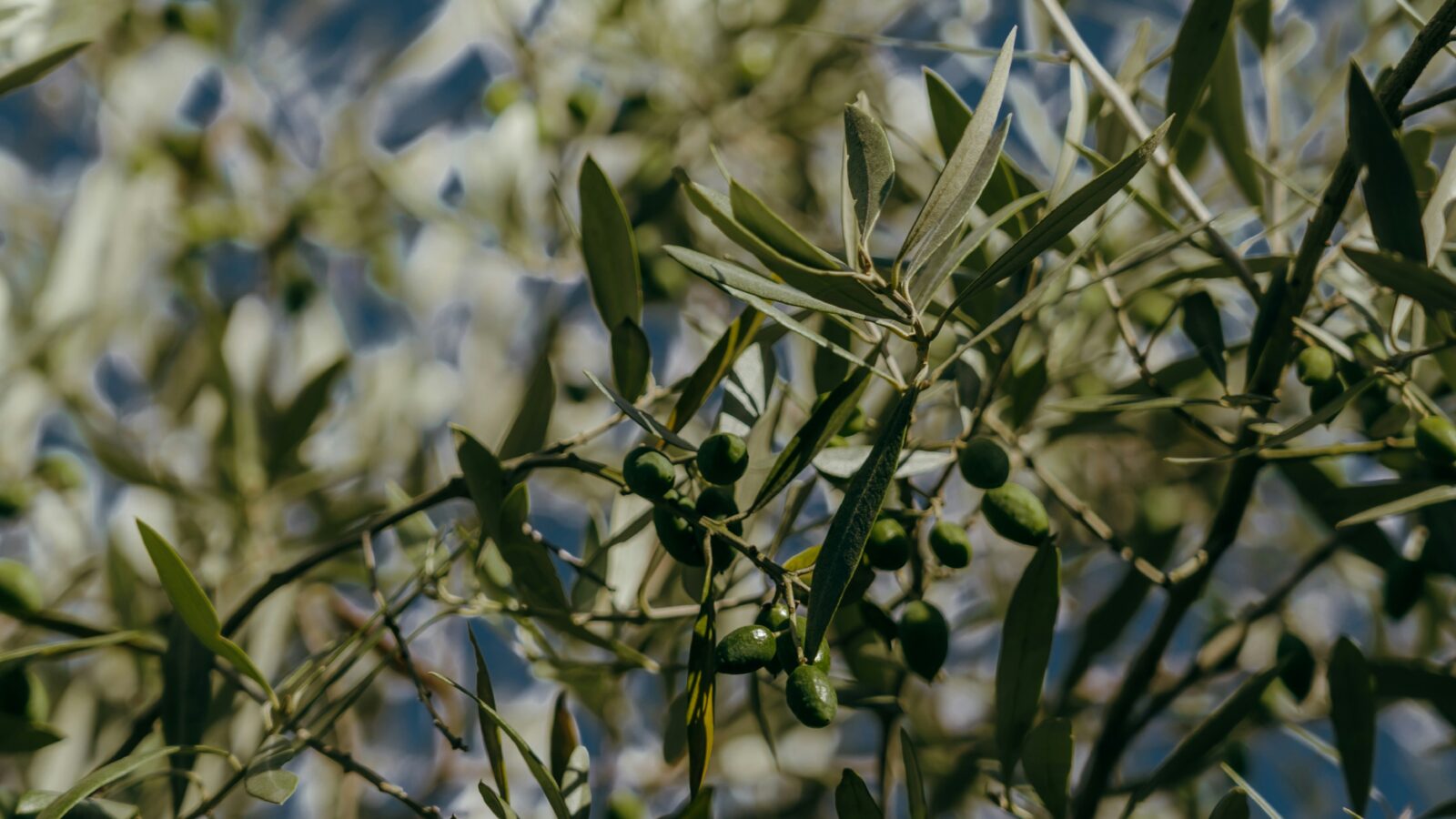 Olive Tree branch