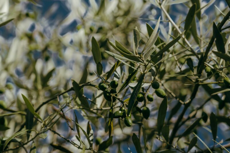 Olive Tree branch