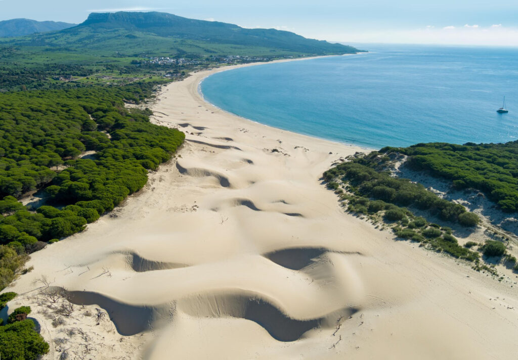 Sandy dune and pine forest playa bolonia duna de bolonia beach spain

