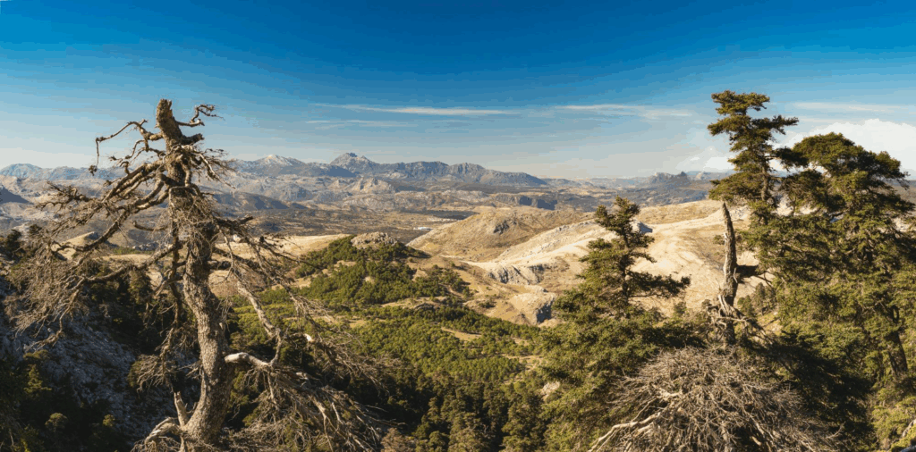 A view through the trees of sierra de las nieves natural park