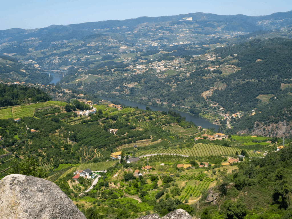 An aerial view of Ronda's vineyards